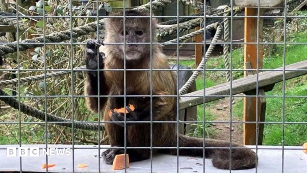 Cornwall monkey sanctuary closes after more than 60 years