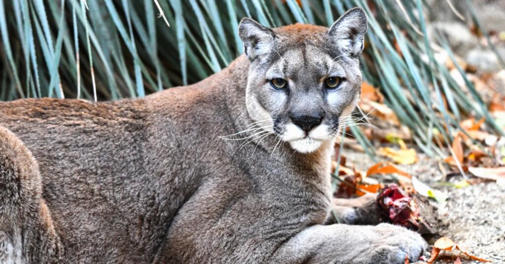 Cougars Lower the Risks of Car Crashes by Hunting Deer