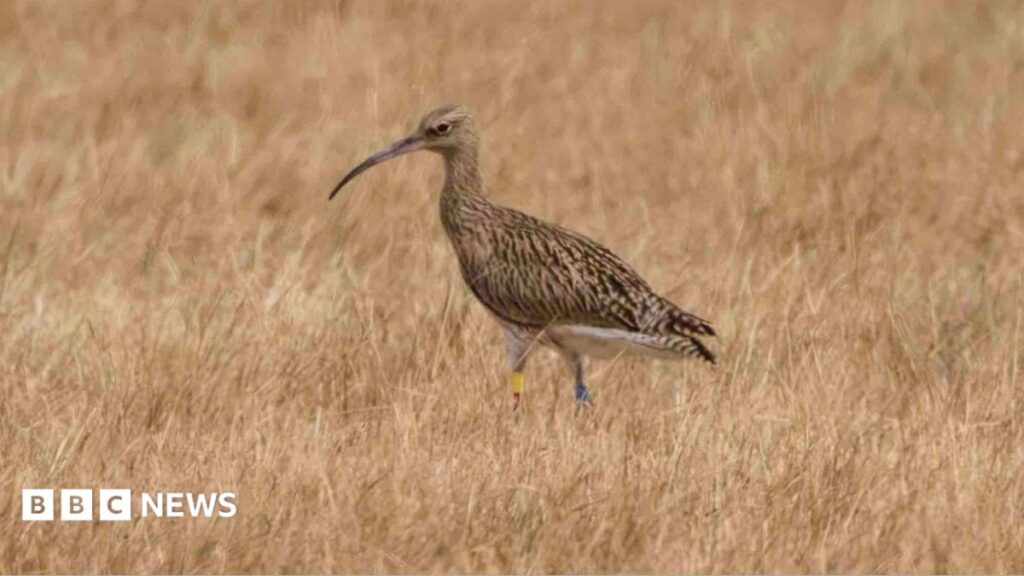 Curlew revival continues at Elmley nature reserve in Kent