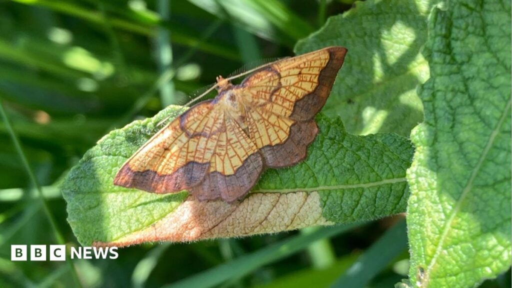 Dark bordered beauty moth found in Northumberland after 70 years