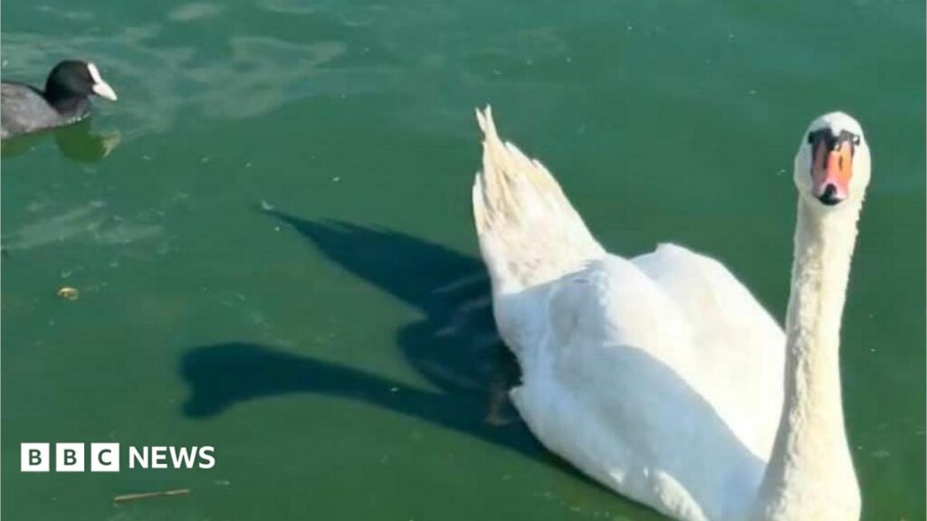 Death of swan family from Canvey Lake leaves residents ‘broken’
