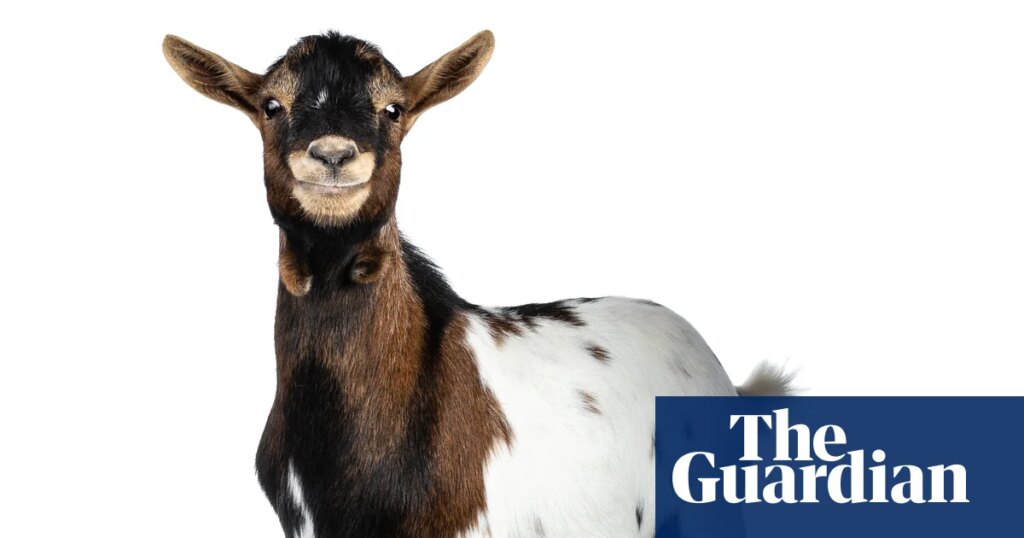 Did you solve it? A new goat for puzzledom’s GOAT | Mathematics