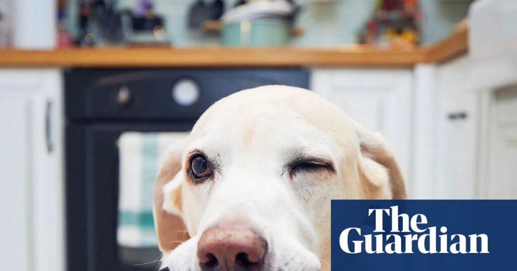 Dogs blink more often when they see owners blinking, study finds | Animal behaviour
