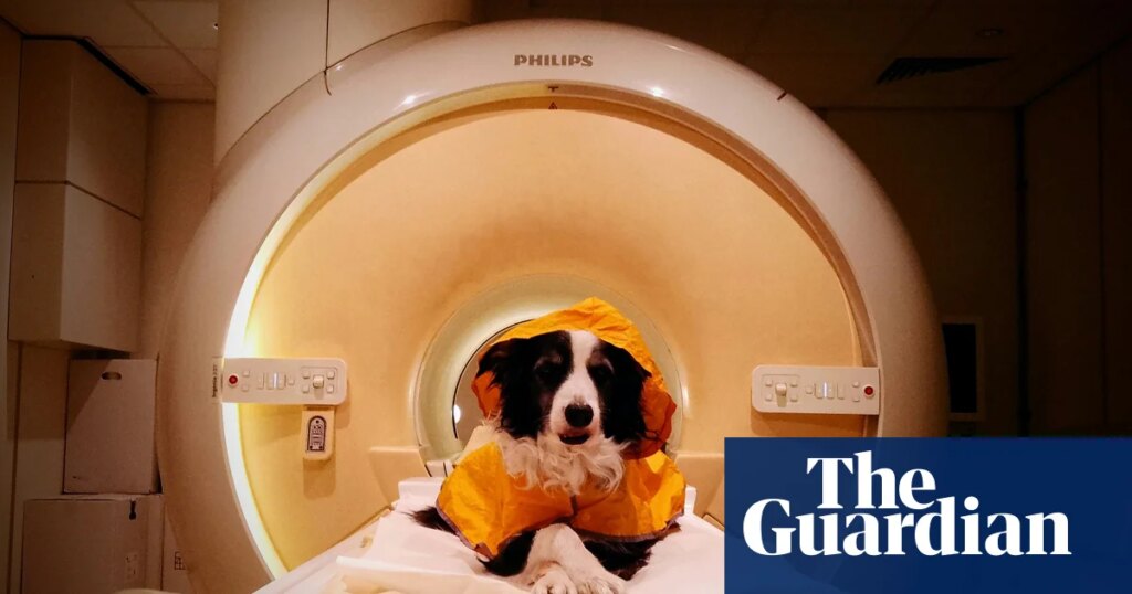Dogs can distinguish between fearful and angry or sad human faces, brain scans suggest | Animals