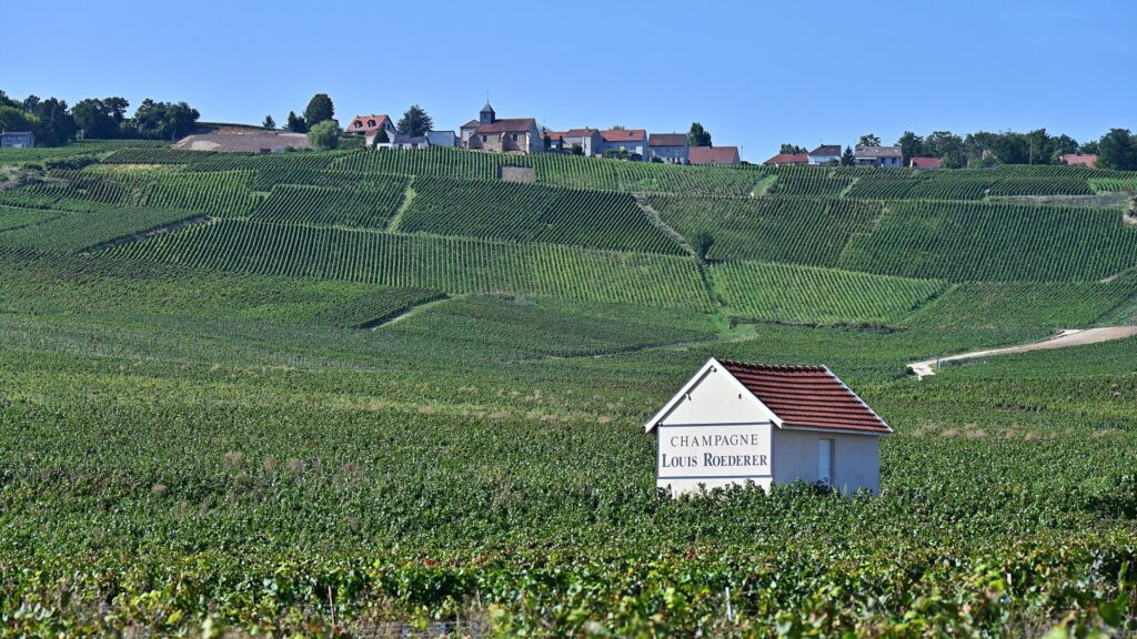 Extreme heat spurs earliest-ever Champagne harvest Extreme heat spurs earliest-ever Champagne harvest