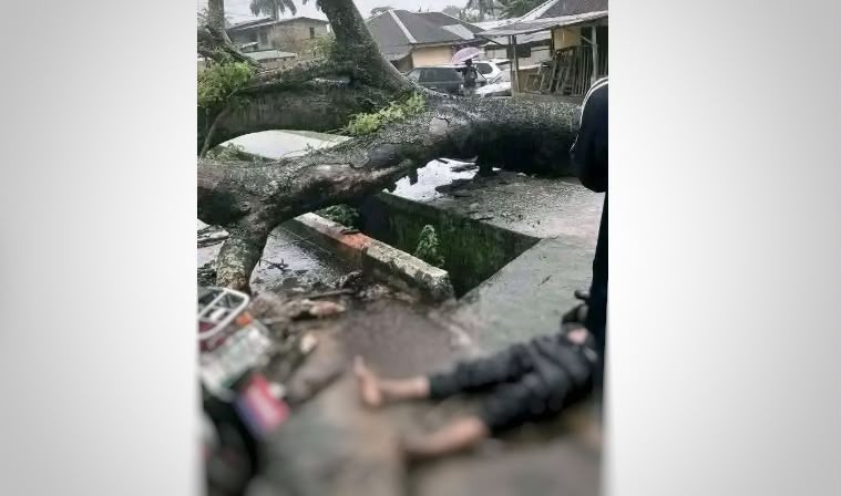 Falling tree kills motorcyclist in Uyo, raising questions over government’s management of aged trees Falling tree kills motorcyclist in Uyo, raising questions over government’s management of aged trees