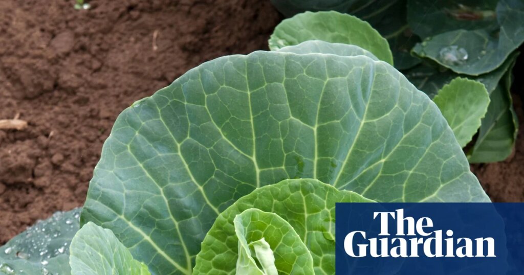 Fancy fresh cabbages next spring? Then it’s time to get sowing | Gardening advice