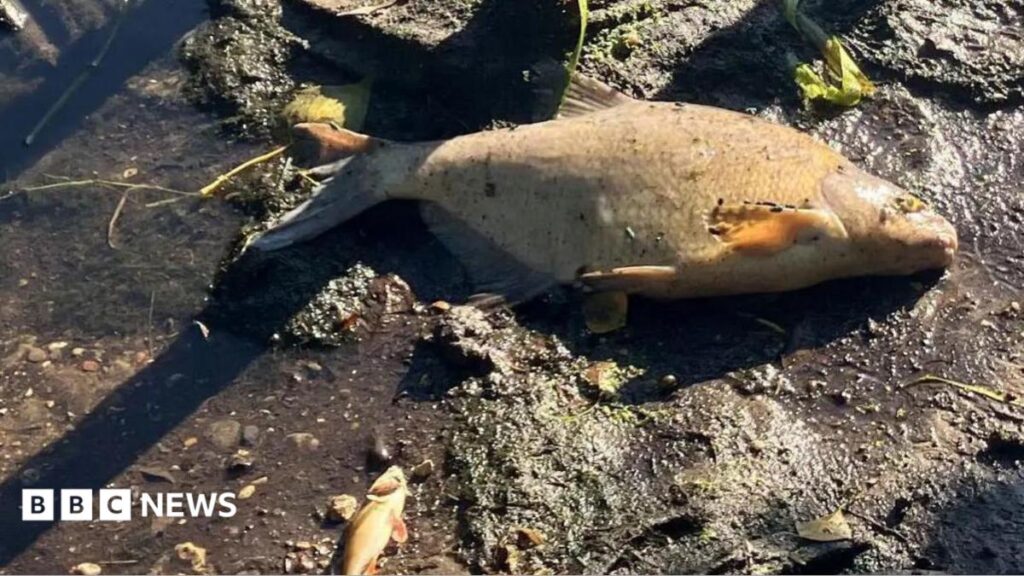 Fish in Norwich river killed by heat and drain water, say experts Fish in Norwich river killed by heat and drain water, say experts