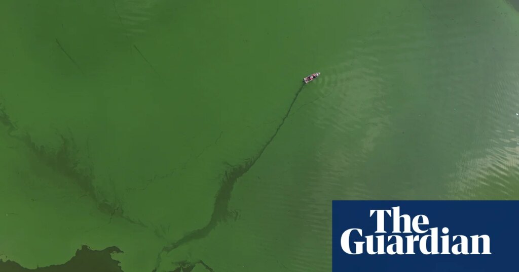 From toxic blooms to dead zones, how wildfires transform oceans and lakes | Biology From toxic blooms to dead zones, how wildfires transform oceans and lakes | Biology