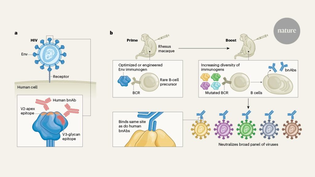 HIV vaccines guide rare immune cells to make broadly neutralizing antibodies
