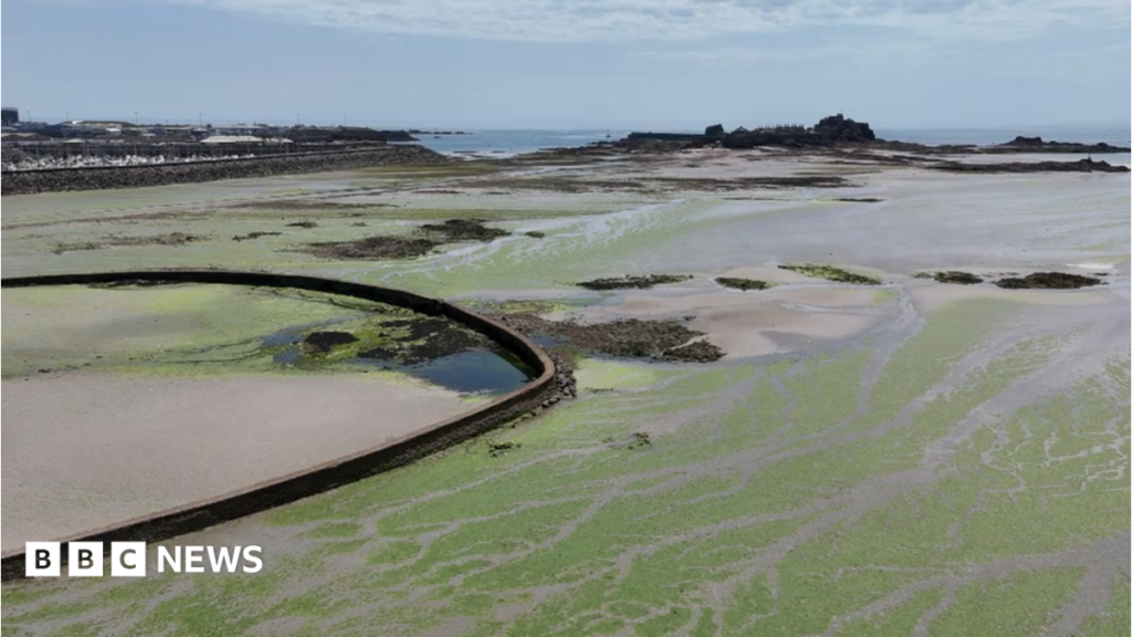Heat and farming changes stop Jersey sea lettuce growth