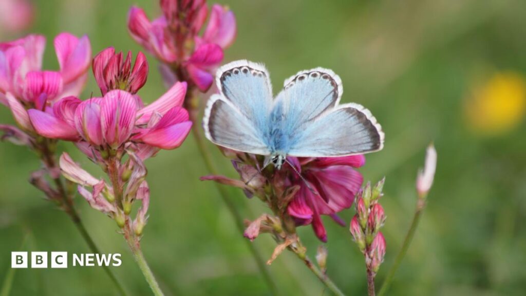 Hertfordshire nature reserves spot rare species during heatwaves