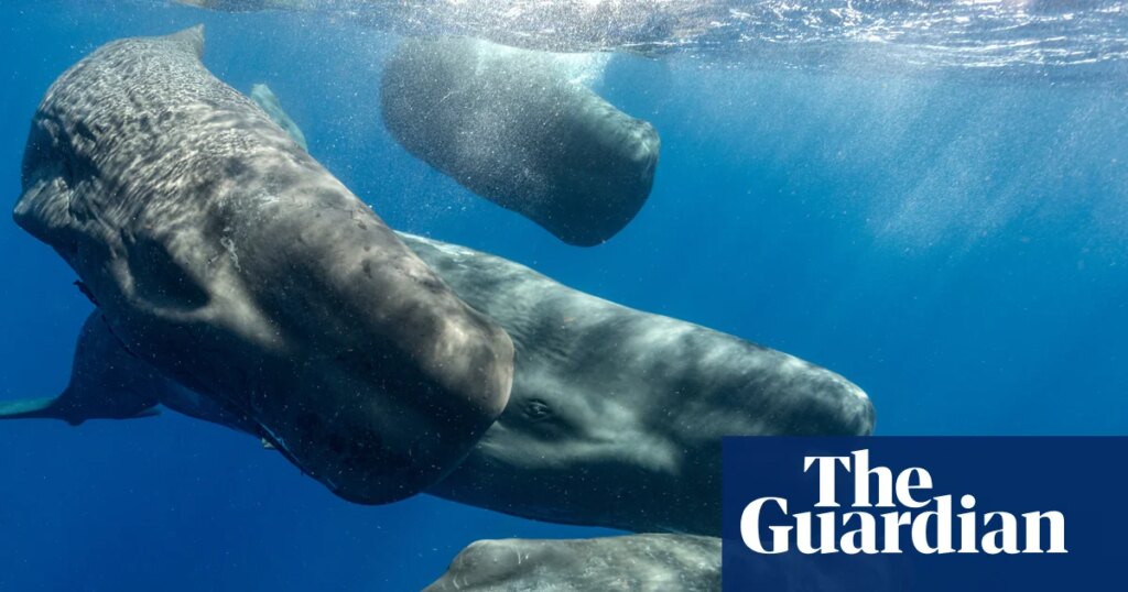 How decoding beluga whales’ chitchat may save them – and teach us more about ourselves | Whales