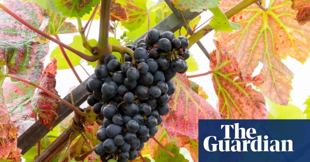 How have my plants fared this summer? Some better than others | Gardening advice