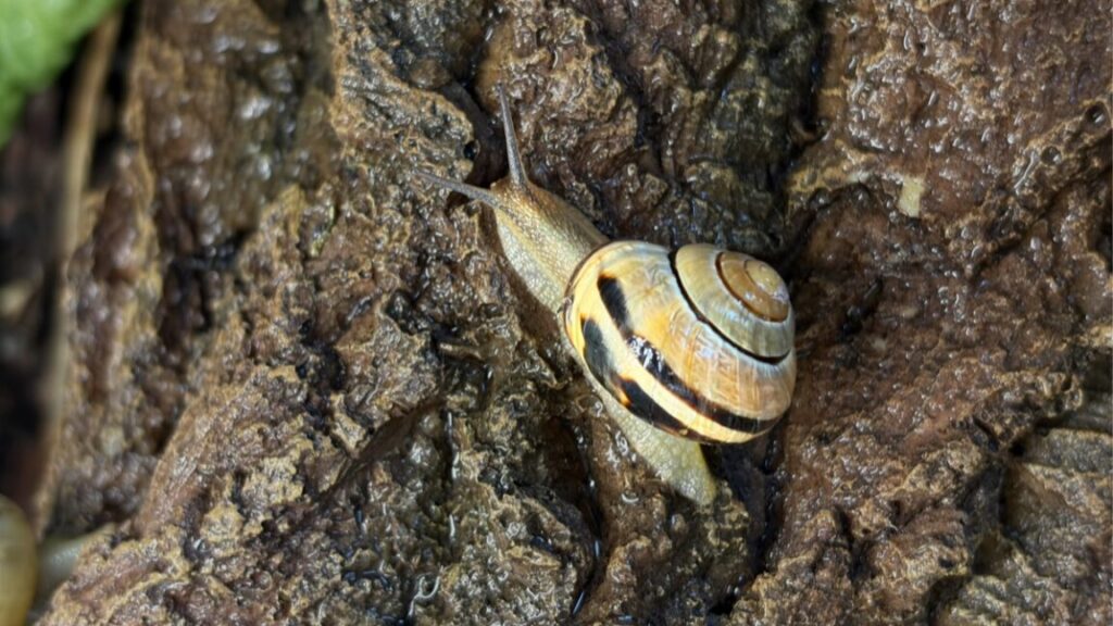 How snails engineer their slime How snails engineer their slime