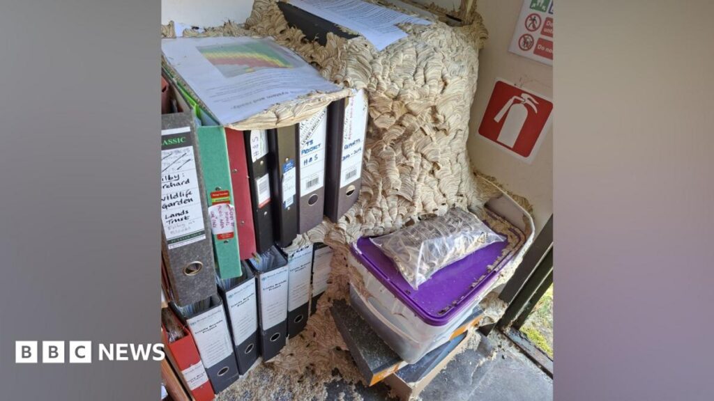 Huge wasp nest takes over Norfolk Wildlife Trust workers office