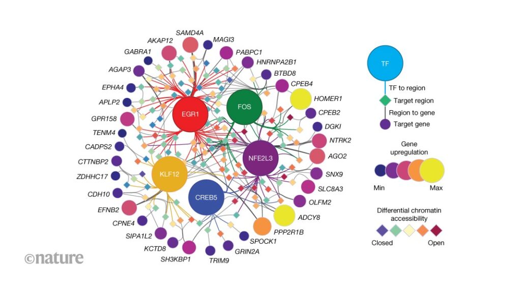 Human brain stimulation engages different gene programs in different cell types