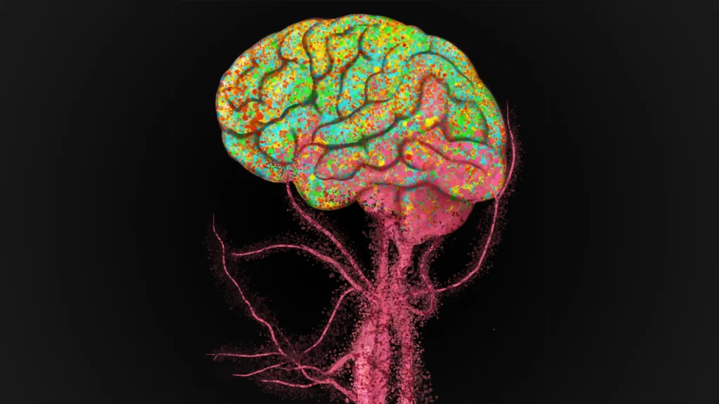 Immune cells flood into the aging brain, Stanford scientists discover Immune cells flood into the aging brain, Stanford scientists discover
