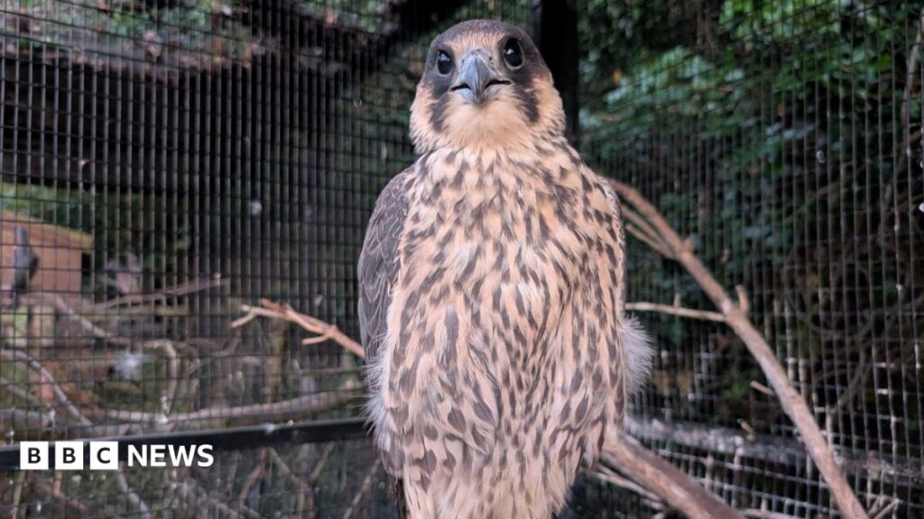 Injured Nottingham peregrine reunion ‘brought tears to eyes’