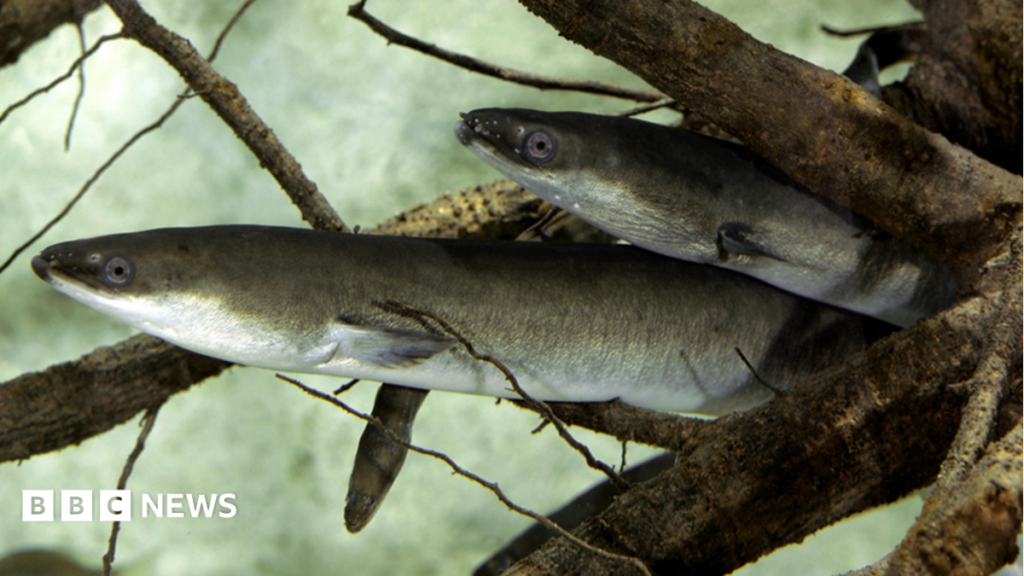 Islanders asked to report sightings of European eel in Guernsey