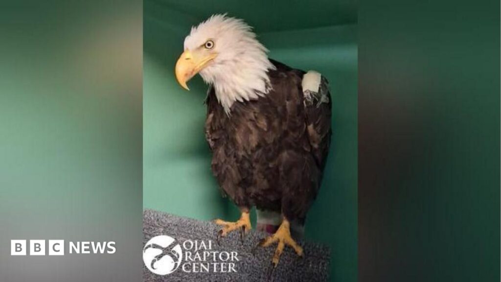 Jackie the bald eagle dies after weeks of intensive care