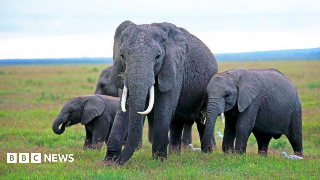 Kenya elephant deaths: Behind the poisoning and the pesticide mystery