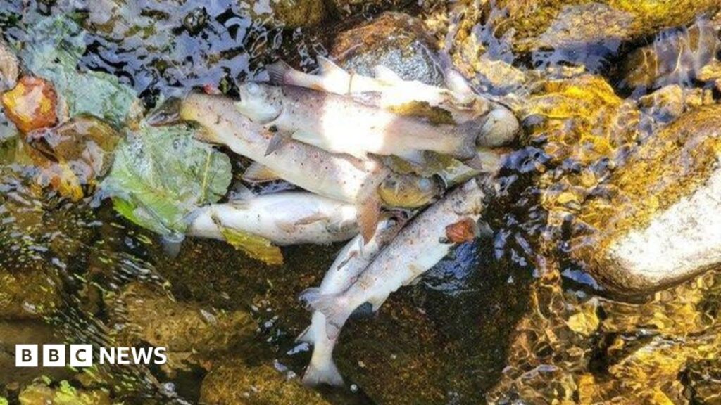 Kilkeel: Generations of fish ‘wiped out’ after pollution incident