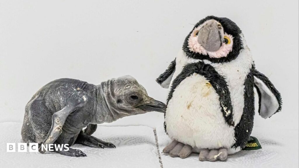 King penguin chick hatches in UK for first time in 12 years