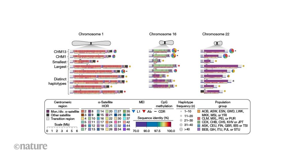 Maps of chromosomal regions crucial for cell division reveal high diversity