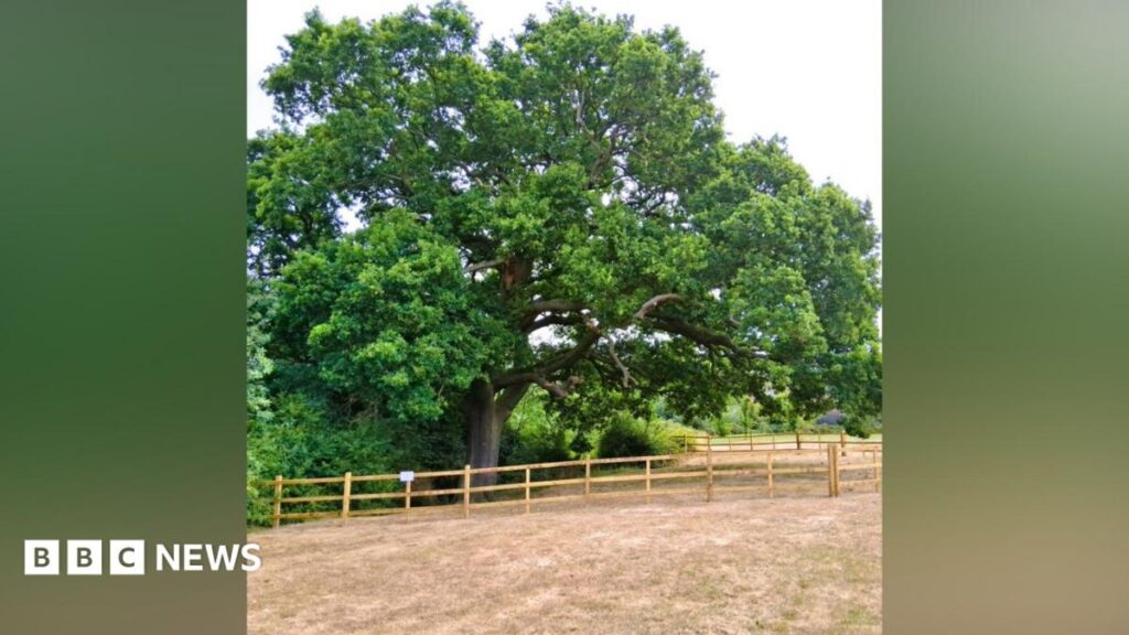 Measures in place to protect historic oak tree near Grantham Measures in place to protect historic oak tree near Grantham