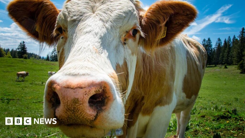 NI agriculture: Farm profits topped £1bn in 2025