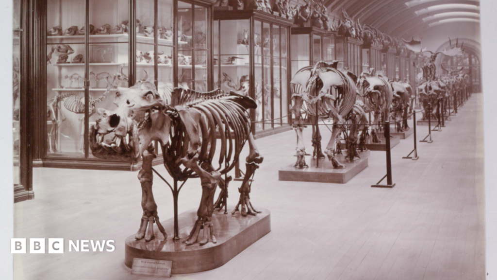 Natural History Museum nature gallery to reopen after 83 years