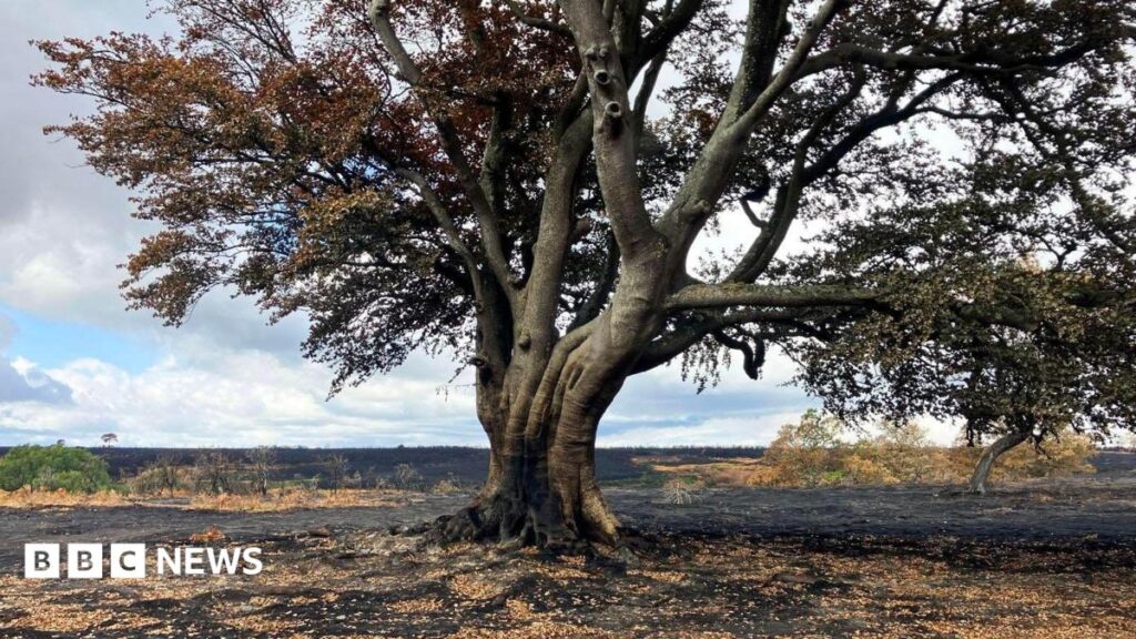 New Forest wildlife and ancient trees destroyed by A31 wildfire