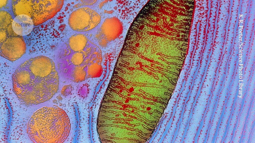 Patient’s own mitochondria injected into eyes in attempt to restore vision