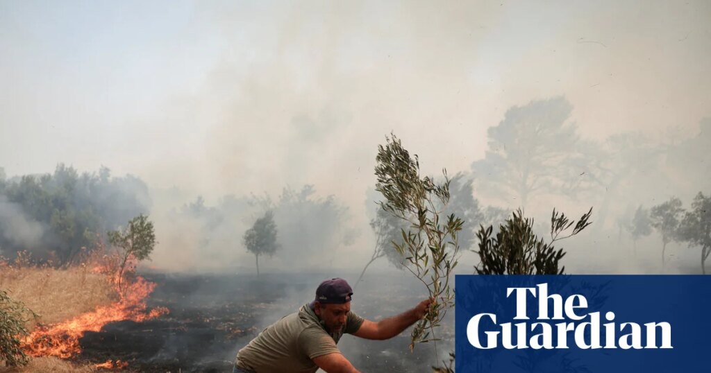 Price of olive oil expected to rise again as European crops feel the heat | Food & drink industry