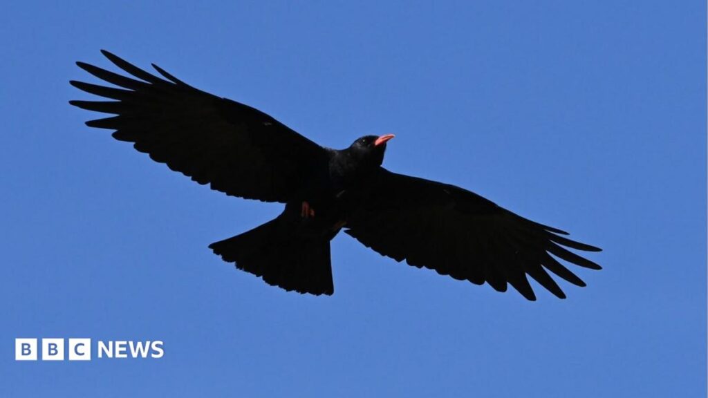 RSPB reports record-breaking Cornish chough numbers RSPB reports record-breaking Cornish chough numbers