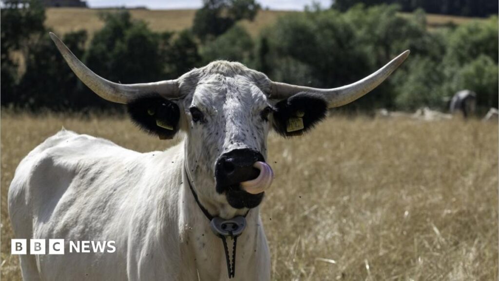 Rare cows introduced to Castle Howard Estate near Malton