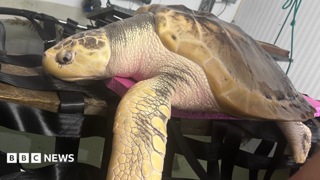 Rare turtle Rhossi to be flown 5,000 miles home to Gulf of Mexico