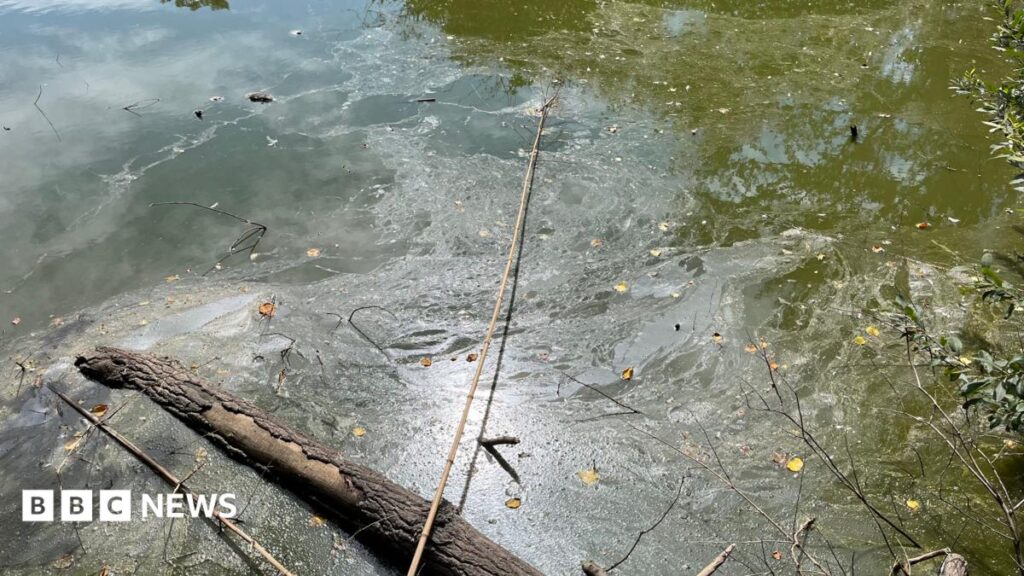 Saumarez Park pond restoration would ‘impact other services’ Saumarez Park pond restoration would ‘impact other services’