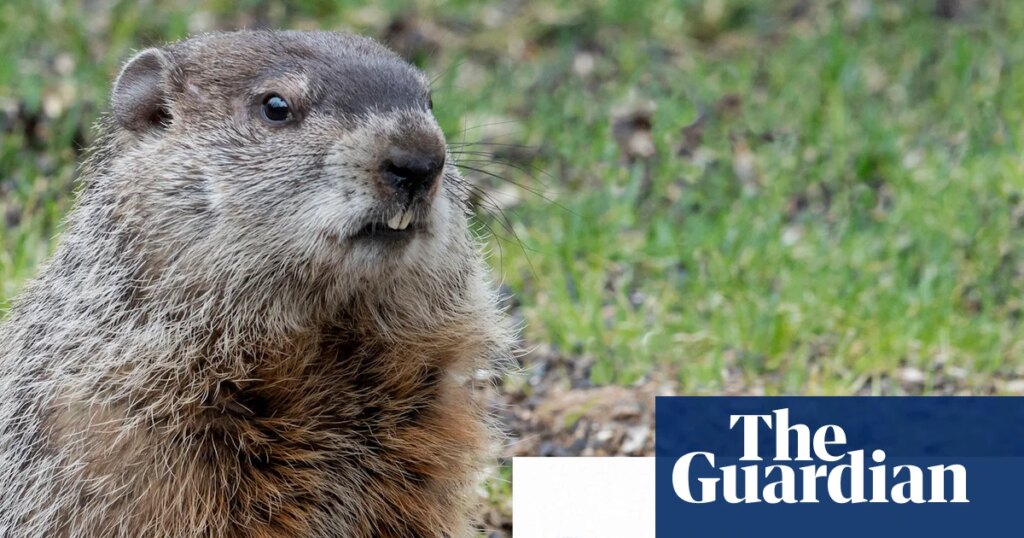 Scientists create OnlyFans account for marmots to fund research – video