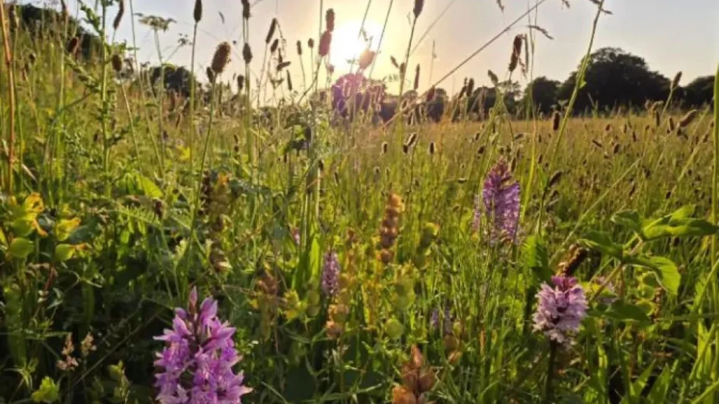 Scientists left this farm field alone. Thousands of orchids appeared