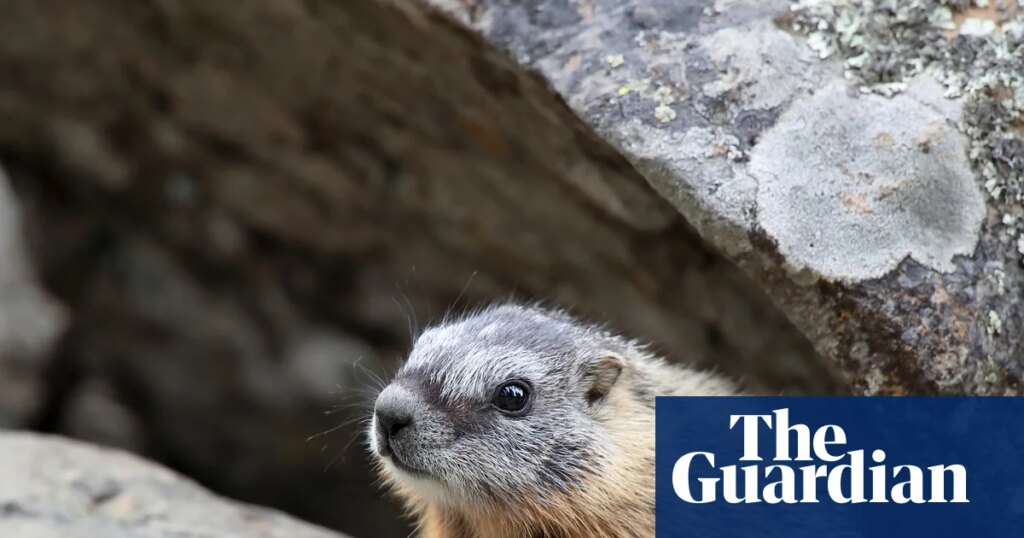 Scientists who turned to OnlyFans to fund marmot research receive crypto boost | US news