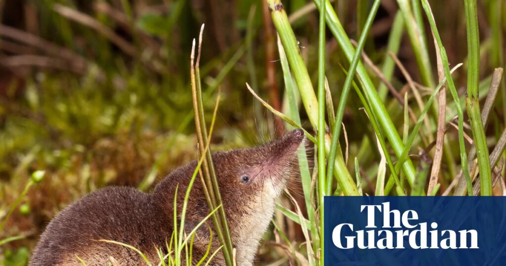 Shrews may grow bigger snouts in winter to cope with cold air, scientists say | Wildlife