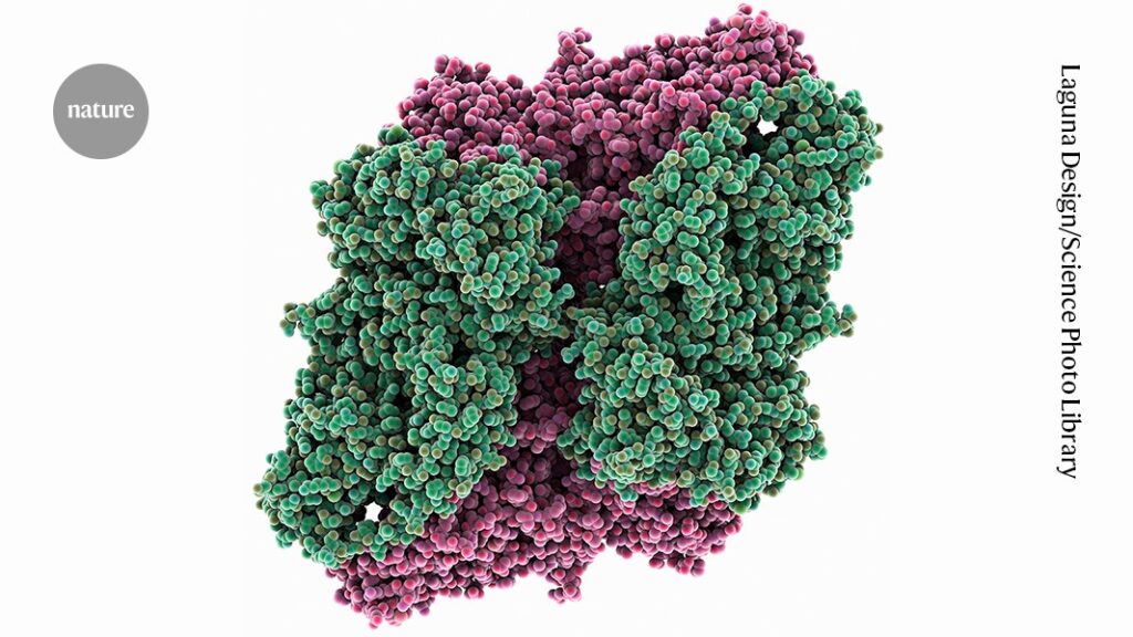 Sleuth identifies dozens of studies that used the wrong antibody Sleuth identifies dozens of studies that used the wrong antibody