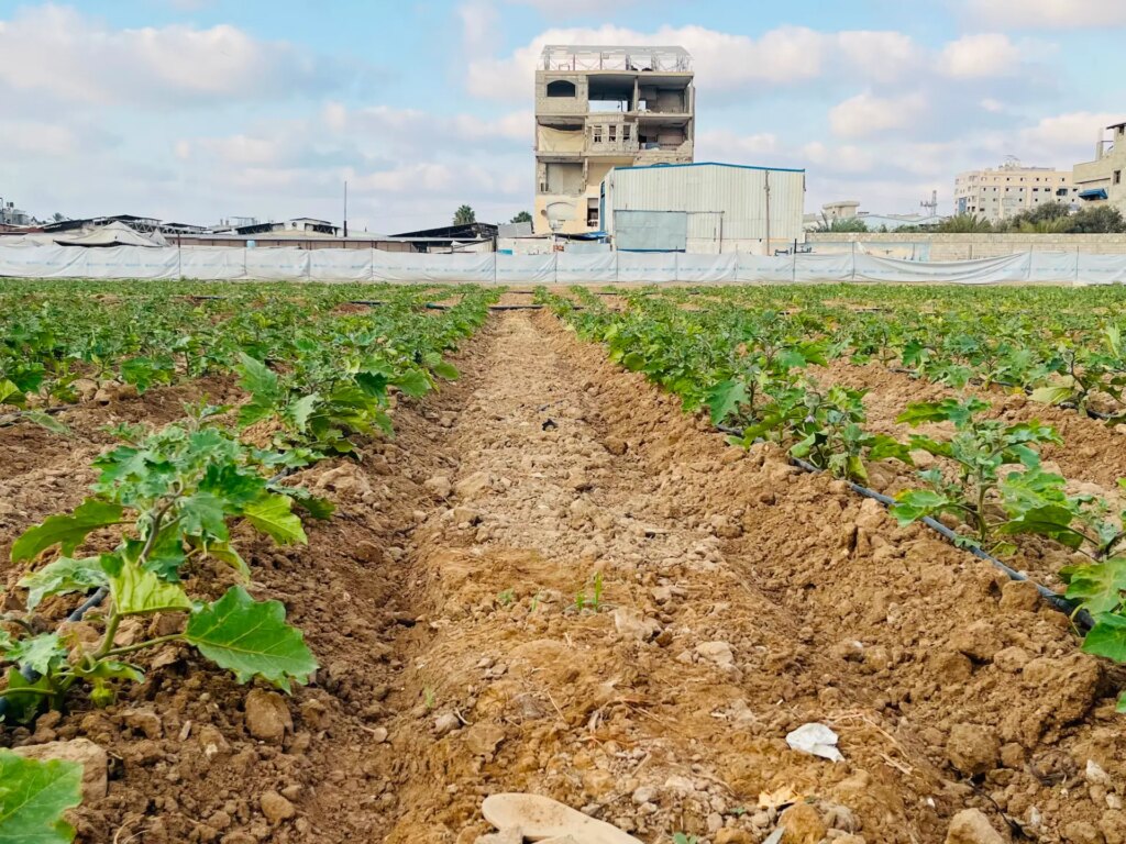 Small-scale projects offer hope for Gaza farmers rebuilding lives | Agriculture News Small-scale projects offer hope for Gaza farmers rebuilding lives | Agriculture News
