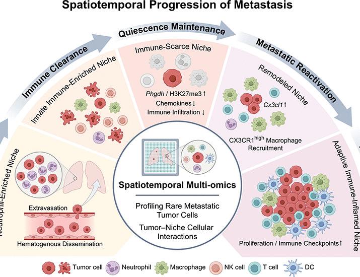 Spatiotemporal multiomics uncover tumor ecosystem dynamics during metastatic colonization | Science Spatiotemporal multiomics uncover tumor ecosystem dynamics during metastatic colonization | Science