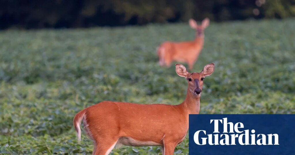 Specieswatch: Wild deer release millions of tonnes of methane a year | Environment Specieswatch: Wild deer release millions of tonnes of methane a year | Environment