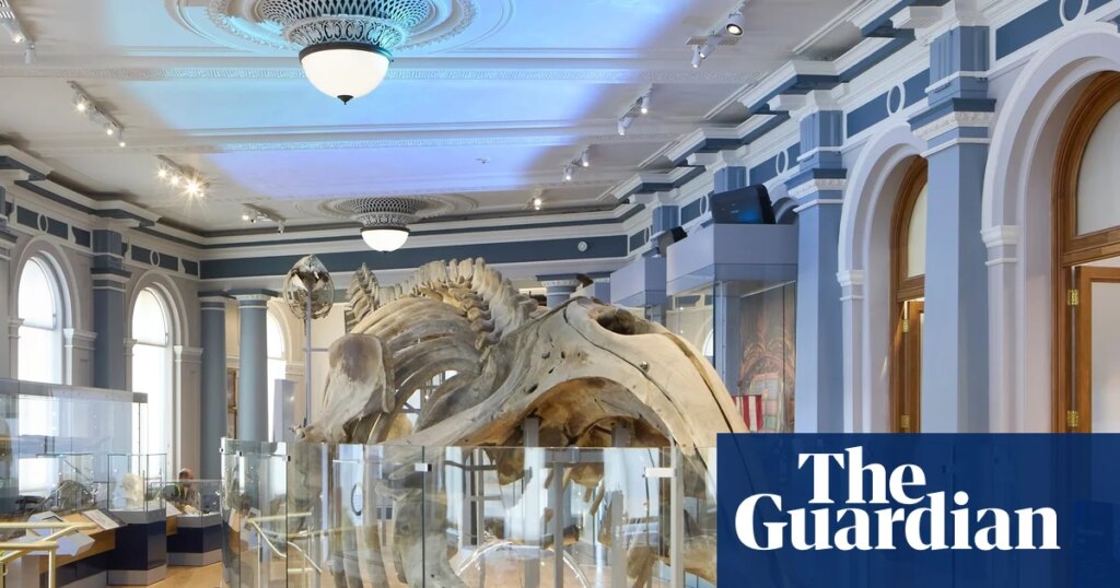 Thar she blows! Hull Maritime Museum resurfaces with a walk-in whale and a ‘monkey mermaid’ | Architecture