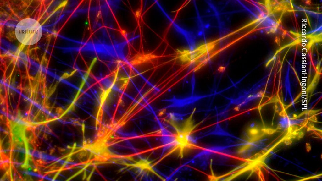 The brain struggles to make new neurons in people with depression The brain struggles to make new neurons in people with depression