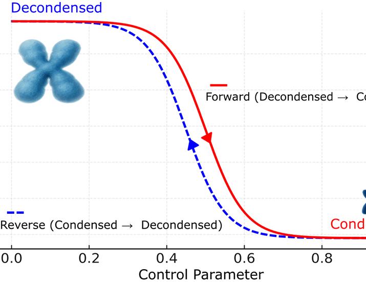 The eukaryote chromosome, a two-state system with interconversion by a volume phase transition | Science The eukaryote chromosome, a two-state system with interconversion by a volume phase transition | Science